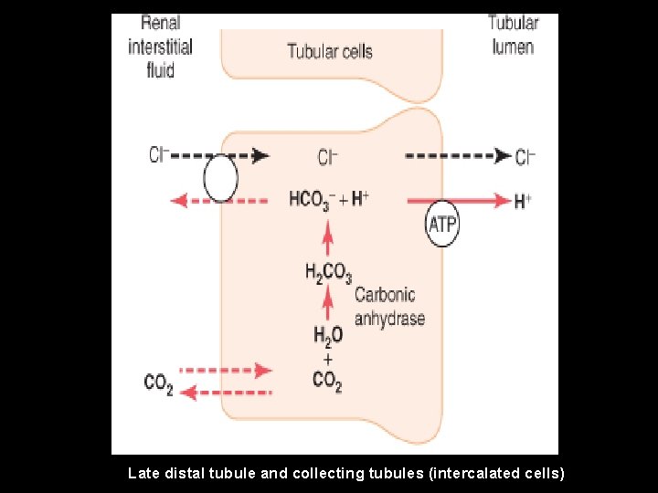 Late distal tubule and collecting tubules (intercalated cells) 