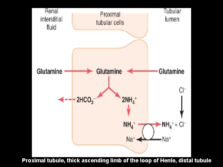 Proximal tubule, thick ascending limb of the loop of Henle, distal tubule 