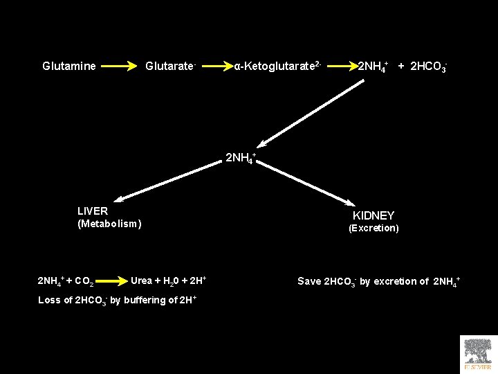 Glutamine Glutarate- α-Ketoglutarate 2 - 2 NH 4+ + 2 HCO 3 - 2