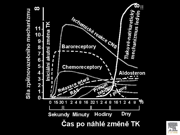 8 Isc he m ick ér ea kc Baroreceptory e. C NS Tlakověnatriuret ický