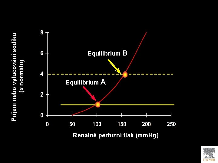 Příjem nebo vylučování sodíku (x normálu) Equilibrium B Equilibrium A Renálně perfuzní tlak (mm.