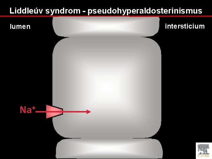 Liddleúv syndrom - pseudohyperaldosterinismus lumen Na+ intersticium 