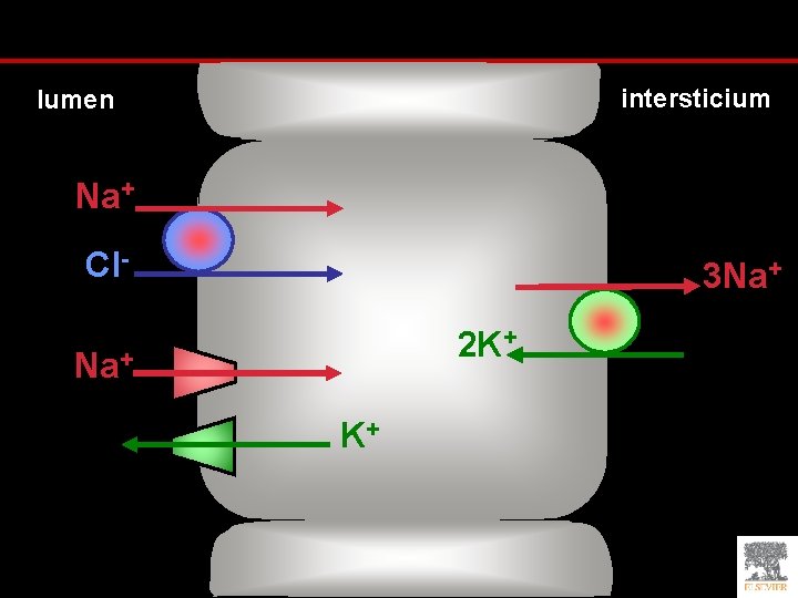 intersticium lumen Na+ Cl- 3 Na+ 2 K+ Na+ K+ 