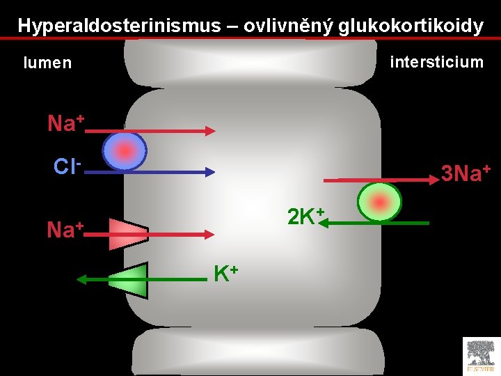 Hyperaldosterinismus – ovlivněný glukokortikoidy intersticium lumen Na+ Cl- 3 Na+ 2 K+ Na+ K+