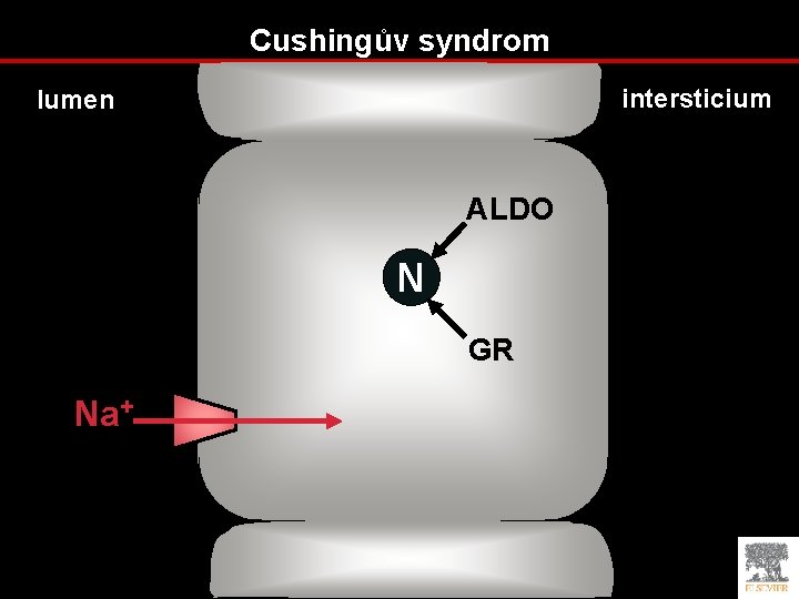 Cushingův syndrom intersticium lumen ALDO N GR Na+ 