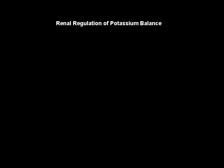 Renal Regulation of Potassium Balance 