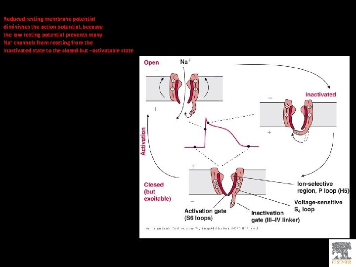 Reduced resting membrane potential diminishes the action potential, because the low resting potential prevents