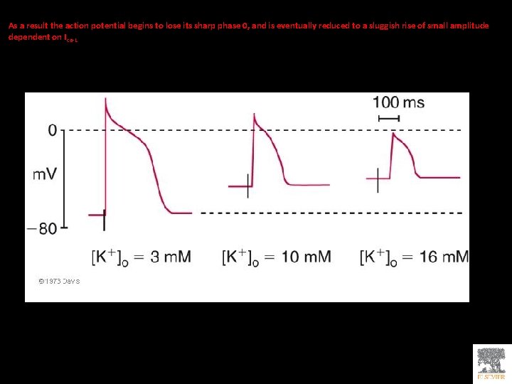 As a result the action potential begins to lose its sharp phase 0, and