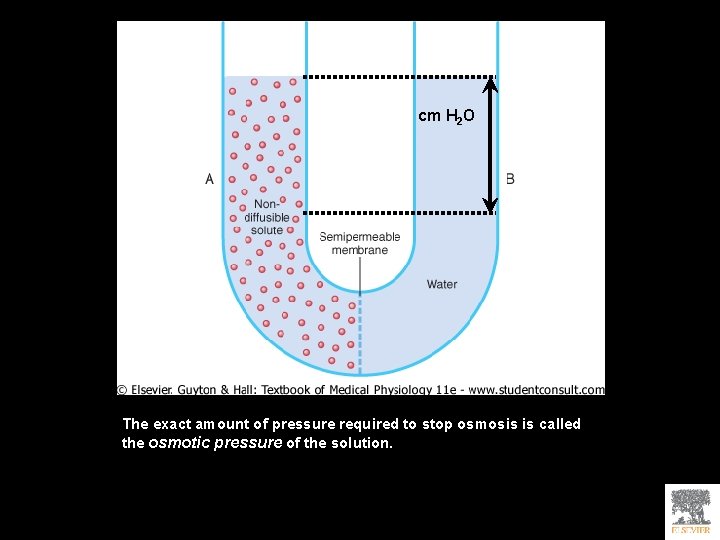 cm H 2 O The exact amount of pressure required to stop osmosis is