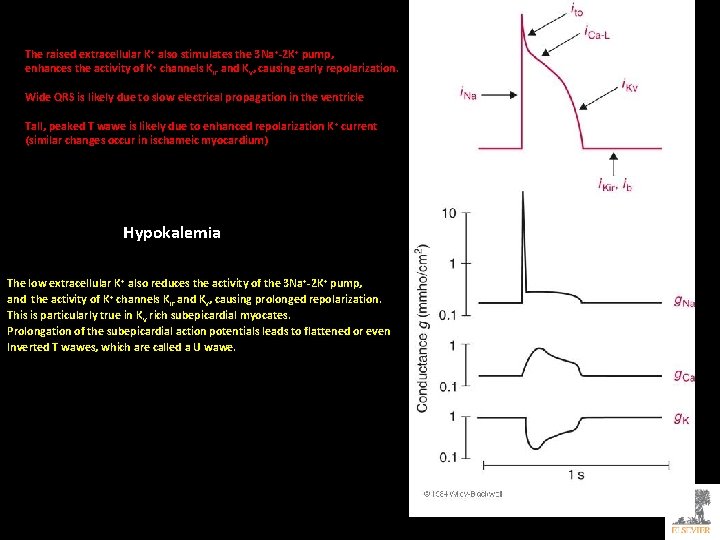 The raised extracellular K+ also stimulates the 3 Na+-2 K+ pump, enhances the activity