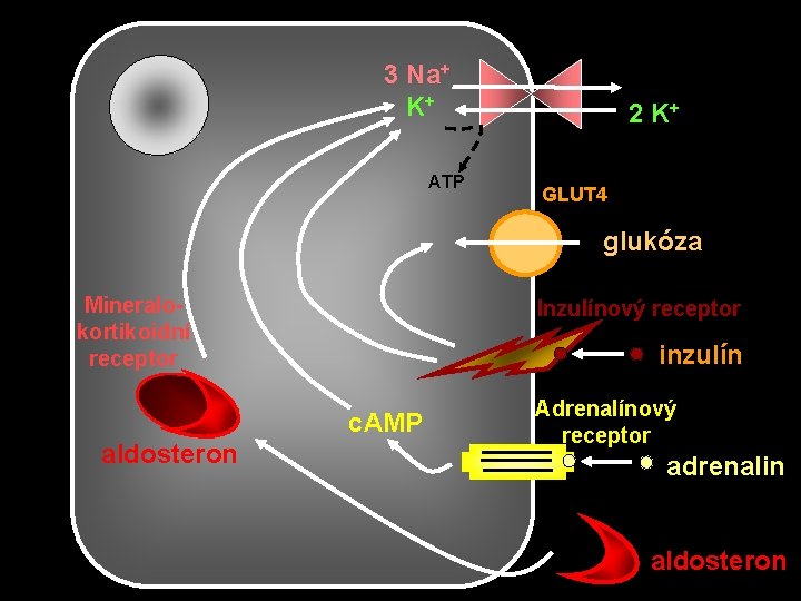 3 Na+ K+ ATP 2 K+ GLUT 4 glukóza Mineralokortikoidní receptor Inzulínový receptor inzulín