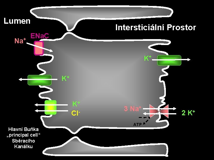 Lumen Na+ Intersticiální Prostor ENa. C K+ K+ K+ Cl. Hlavní Buňka „principal cell“