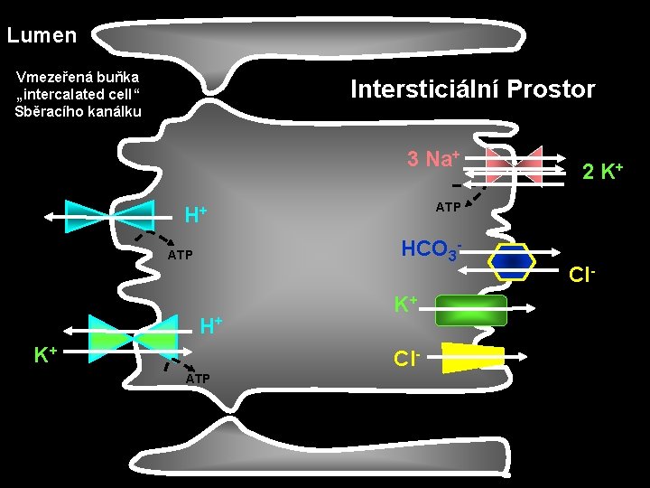 Lumen Vmezeřená buňka „intercalated cell“ Sběracího kanálku Intersticiální Prostor 3 Na+ ATP H+ HCO