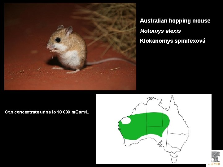 Australian hopping mouse Notomys alexis Klokanomyš spinifexová Can concentrate urine to 10 000 m. Australian hopping mouse Notomys alexis Klokanomyš spinifexová Can concentrate urine to 10 000 m.
