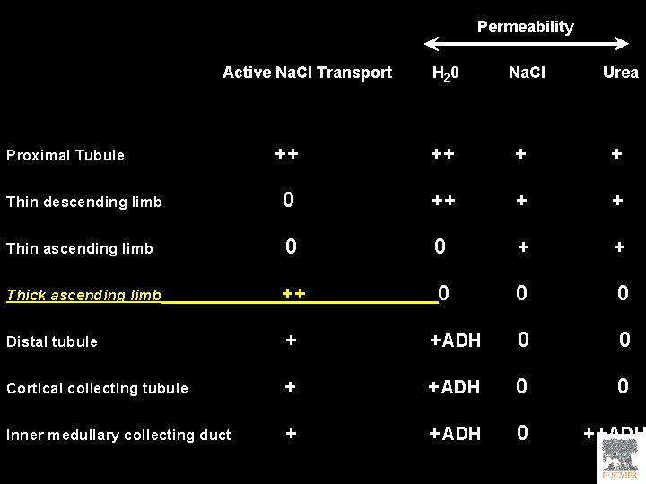 Permeability Active Na. Cl Transport H 20 Na. Cl Urea ++ ++ + +