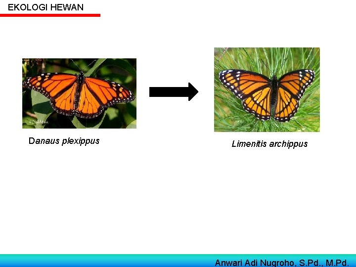 EKOLOGI HEWAN Danaus plexippus Limenitis archippus Anwari Adi Nugroho, S. Pd. , M. Pd.