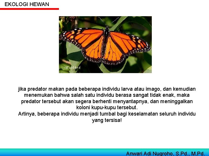 EKOLOGI HEWAN jika predator makan pada beberapa individu larva atau imago, dan kemudian menemukan