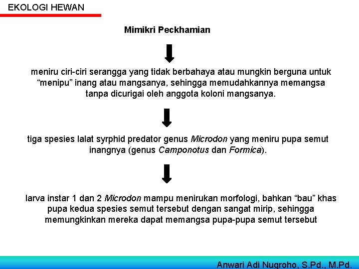 EKOLOGI HEWAN Mimikri Peckhamian meniru ciri-ciri serangga yang tidak berbahaya atau mungkin berguna untuk