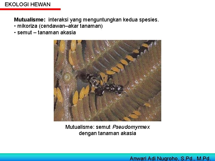 EKOLOGI HEWAN Mutualisme: interaksi yang menguntungkan kedua spesies. • mikoriza (cendawan–akar tanaman) • semut