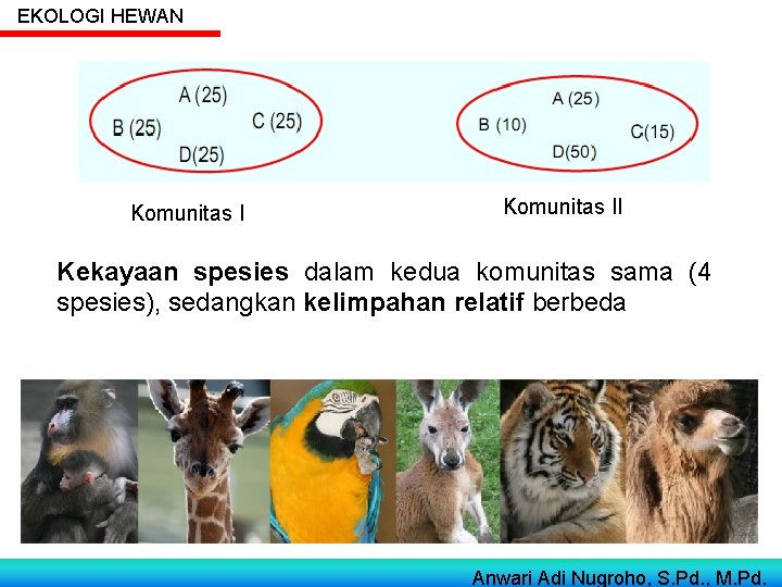 EKOLOGI HEWAN Komunitas II Kekayaan spesies dalam kedua komunitas sama (4 spesies), sedangkan kelimpahan