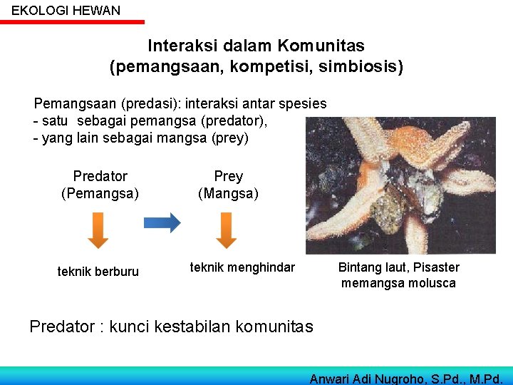 EKOLOGI HEWAN Interaksi dalam Komunitas (pemangsaan, kompetisi, simbiosis) Pemangsaan (predasi): interaksi antar spesies -