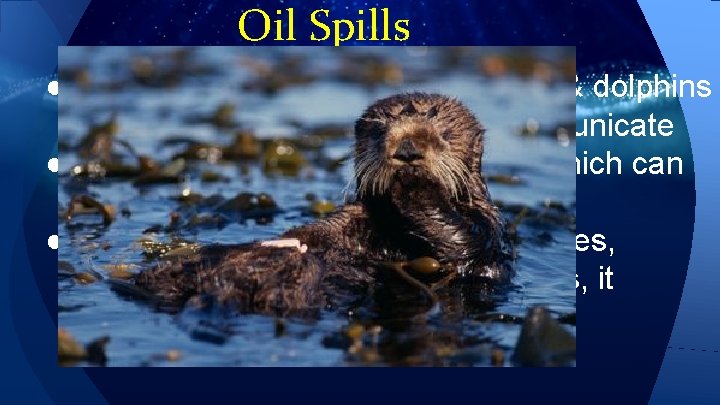 Oil Spills ● Can clog the blowholes of whales & dolphins so that they