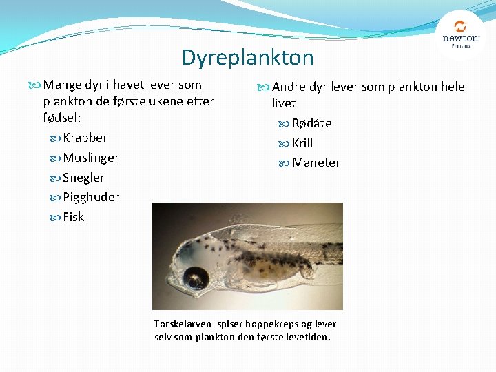 Dyreplankton Mange dyr i havet lever som plankton de første ukene etter fødsel: Krabber