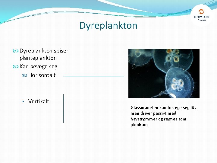 Dyreplankton spiser planteplankton Kan bevege seg Horisontalt • Vertikalt Glassmaneten kan bevege seg litt