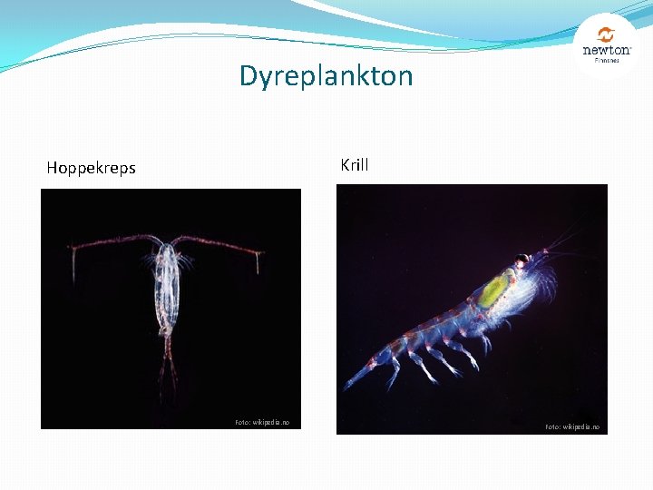 Dyreplankton Krill Hoppekreps Foto: wikipedia. no 