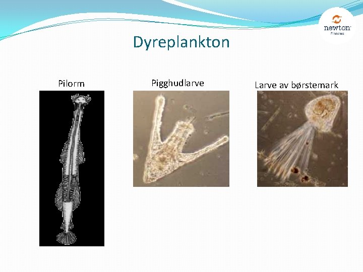 Dyreplankton Pilorm Pigghudlarve Larve av børstemark 