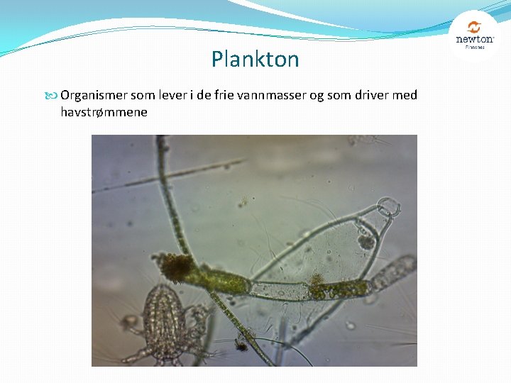 Plankton Organismer som lever i de frie vannmasser og som driver med havstrømmene 