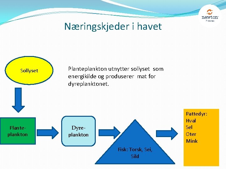 Næringskjeder i havet Sollyset Planteplankton utnytter sollyset som energikilde og produserer mat for dyreplanktonet.