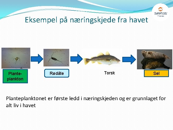 Eksempel på næringskjede fra havet Planteplankton Rødåte Torsk Sel Planteplanktonet er første ledd i