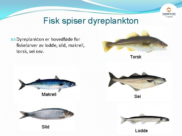 Fisk spiser dyreplankton Dyreplankton er hovedføde for fiskelarver av lodde, sild, makrell, torsk, sei