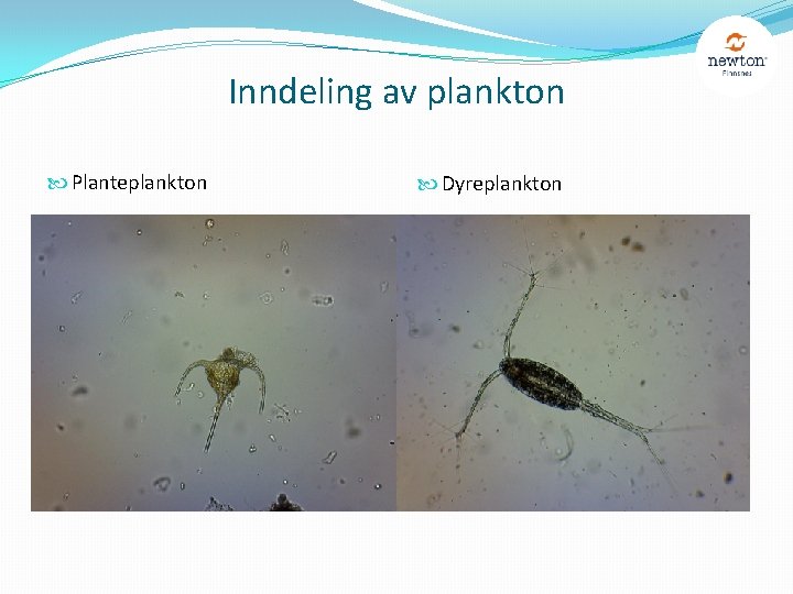 Inndeling av plankton Planteplankton Dyreplankton 