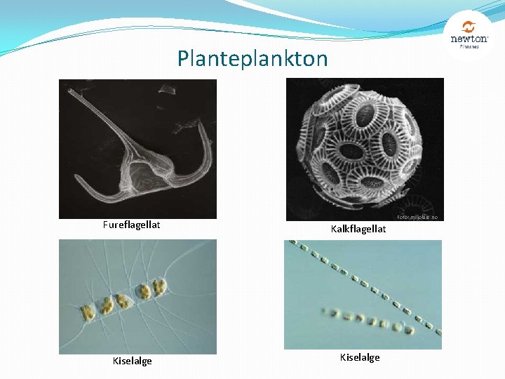 Planteplankton Foto: miljolare. no Fureflagellat Kalkflagellat Kiselalge 