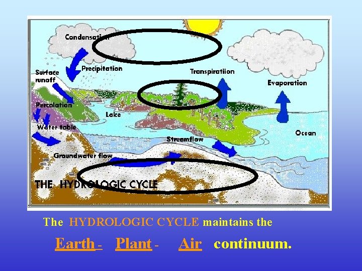 The HYDROLOGIC CYCLE maintains the Earth - Plant - Air continuum. 