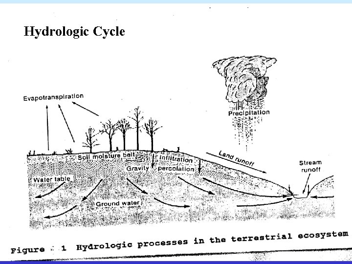 Hydrologic Cycle 