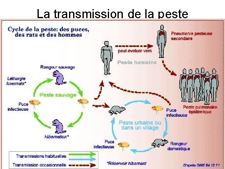 La transmission de la peste 