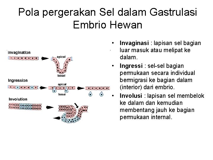 Perkembangan Embrio Awal2 Gastrulasi EMBRIOLOGI HEWAN Siti Mukhlishoh