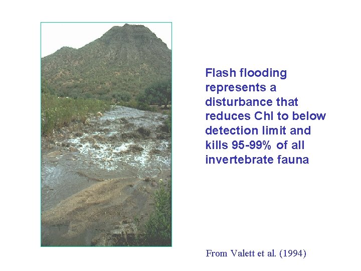 Flash flooding represents a disturbance that reduces Chl to below detection limit and kills