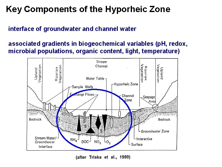 Key Components of the Hyporheic Zone interface of groundwater and channel water associated gradients