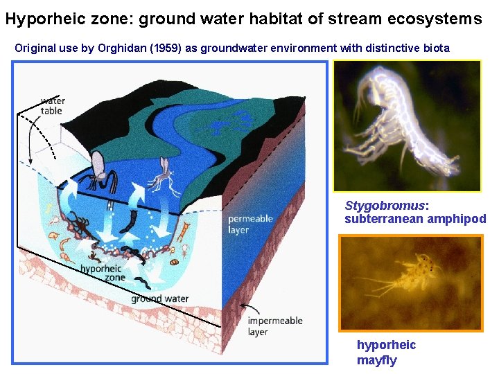 Hyporheic zone: ground water habitat of stream ecosystems Original use by Orghidan (1959) as