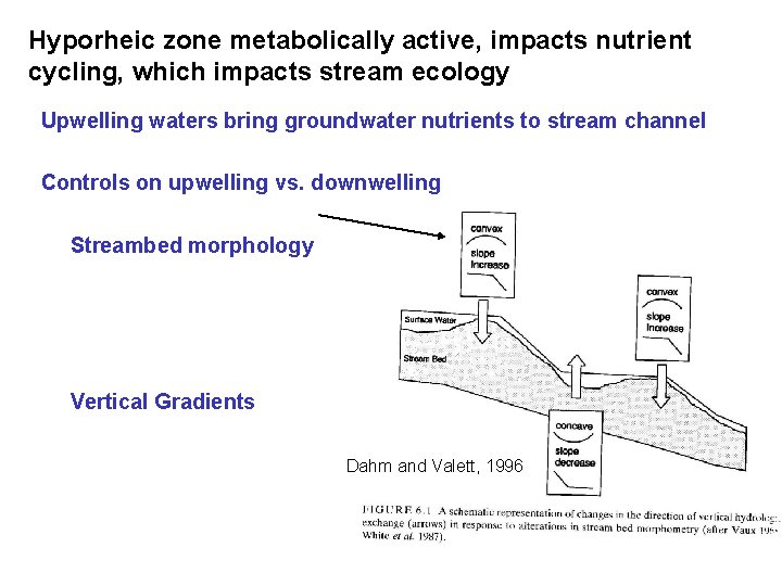 Hyporheic zone metabolically active, impacts nutrient cycling, which impacts stream ecology Upwelling waters bring