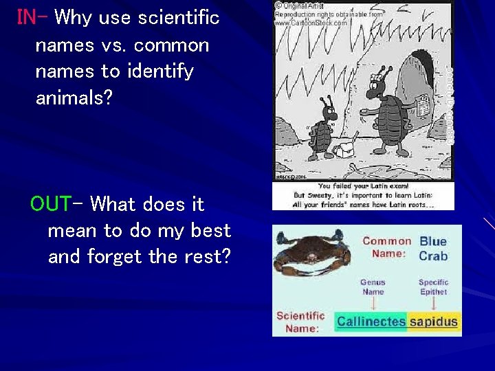 IN- Why use scientific names vs. common names to identify animals? OUT- What does