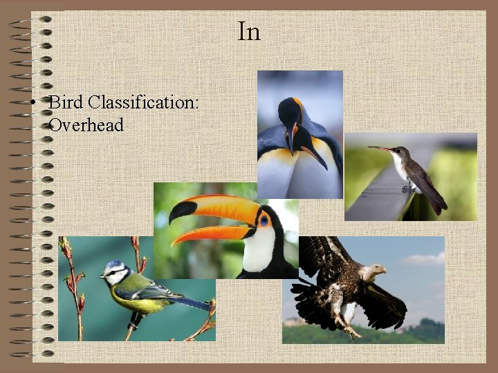 In • Bird Classification: Overhead 