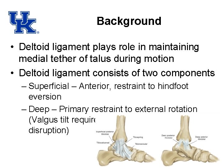 Background • Deltoid ligament plays role in maintaining medial tether of talus during motion