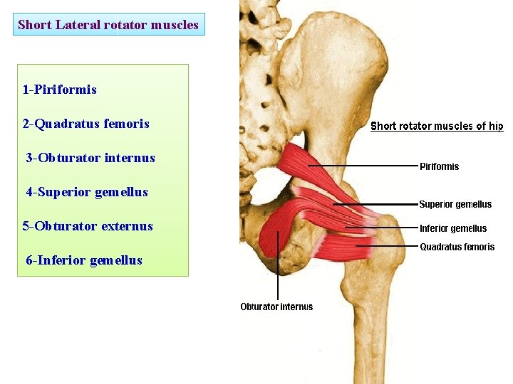 Short Lateral rotator muscles 1 -Piriformis 2 -Quadratus femoris 3 -Obturator internus 4 -Superior