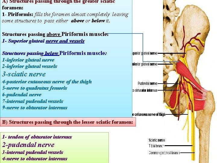 A) Structures passing through the greater sciatic foramen: 1 - Piriformis: fills the foramen
