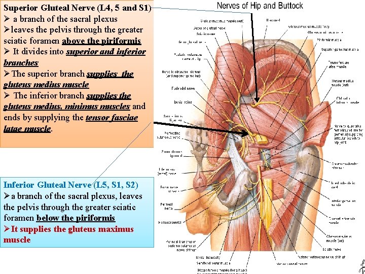 Superior Gluteal Nerve (L 4, 5 and S 1) Ø a branch of the